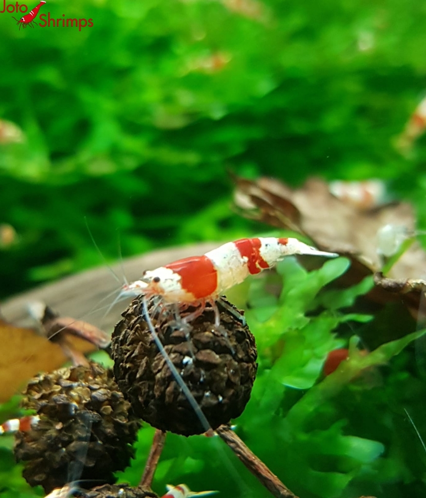 Red Bee A - S